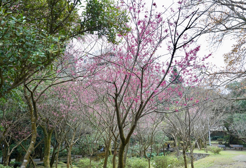 陽明山前山公園賞櫻花｜前山公園公共浴池免費男湯女湯溫泉泡湯，日式陽明湖美呆，磐流園超像亞馬遜公園，交通 @瑪姬幸福過日子