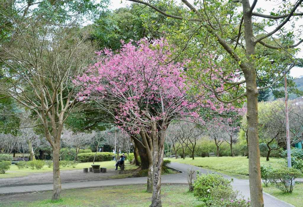 陽明山前山公園賞櫻花｜前山公園公共浴池免費男湯女湯溫泉泡湯，日式陽明湖美呆，磐流園超像亞馬遜公園，交通 @瑪姬幸福過日子