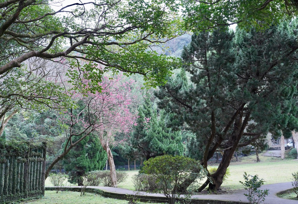 陽明山前山公園賞櫻花｜前山公園公共浴池免費男湯女湯溫泉泡湯，日式陽明湖美呆，磐流園超像亞馬遜公園，交通 @瑪姬幸福過日子