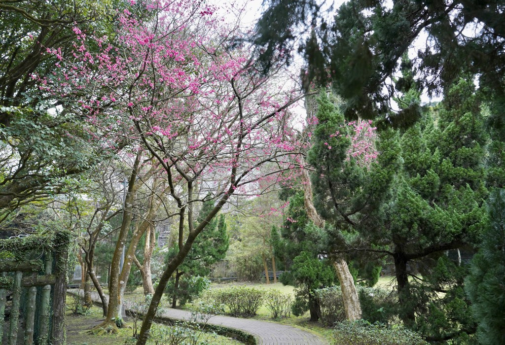 陽明山前山公園賞櫻花｜前山公園公共浴池免費男湯女湯溫泉泡湯，日式陽明湖美呆，磐流園超像亞馬遜公園，交通 @瑪姬幸福過日子