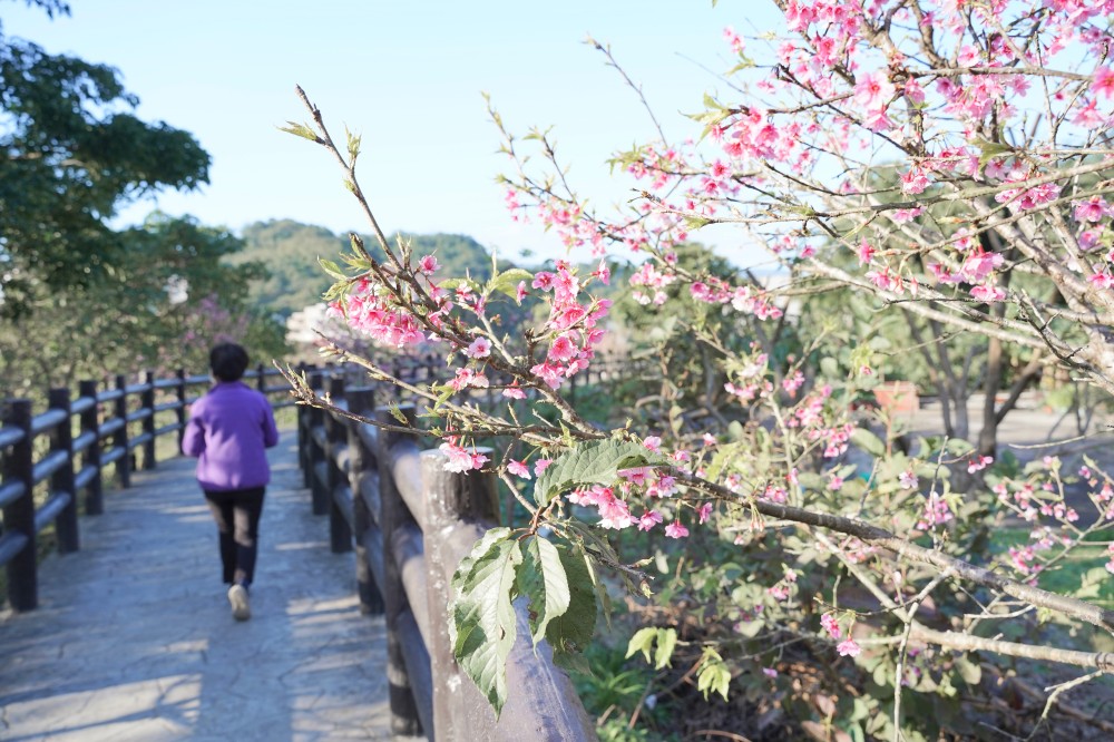 內溝溪自然生態步道賞櫻秘境，內湖五分埤生態濕地賞櫻，還有賞鳥區 @瑪姬幸福過日子