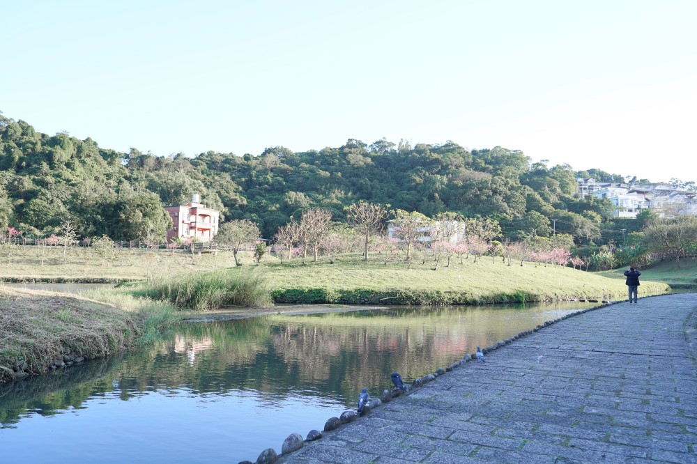 內溝溪自然生態步道賞櫻秘境，內湖五分埤生態濕地賞櫻，還有賞鳥區 @瑪姬幸福過日子