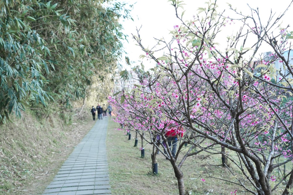 內溝溪自然生態步道賞櫻秘境，內湖五分埤生態濕地賞櫻，還有賞鳥區 @瑪姬幸福過日子