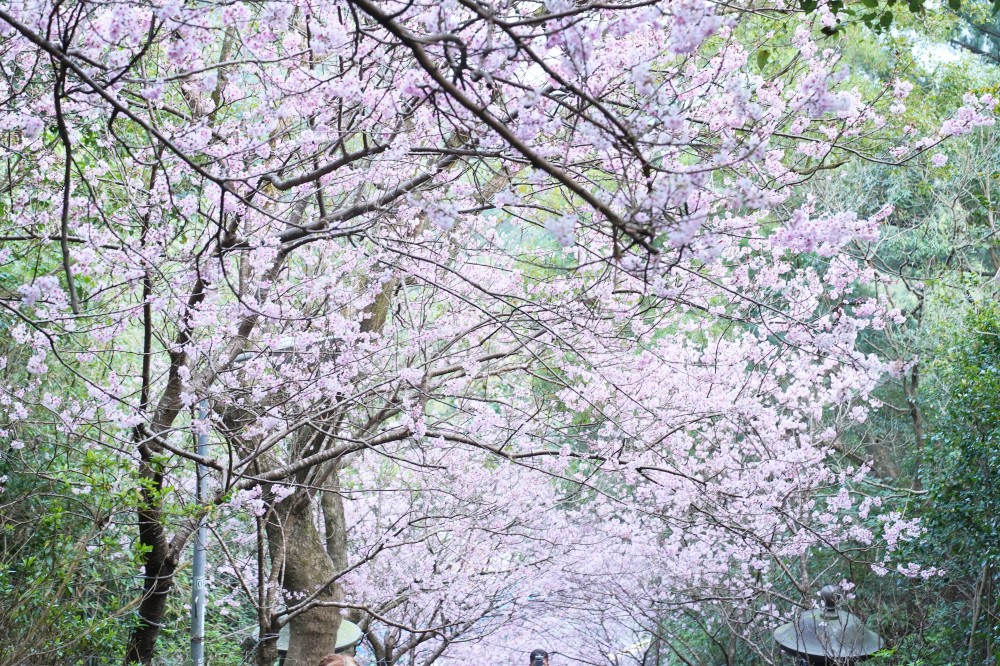 碧山巖櫻花隧道｜淡粉色櫻花隧道炸開，粉色椿寒櫻秒到日本超浪漫櫻花隧道，台北賞櫻景點 @瑪姬幸福過日子