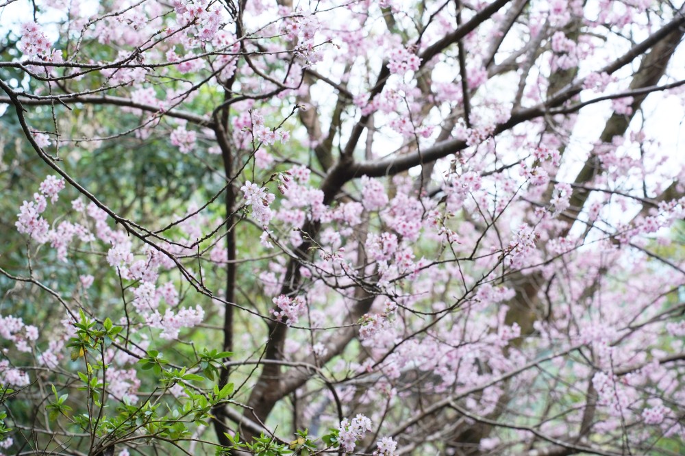 碧山巖櫻花隧道｜淡粉色櫻花隧道炸開，粉色椿寒櫻秒到日本超浪漫櫻花隧道，台北賞櫻景點 @瑪姬幸福過日子