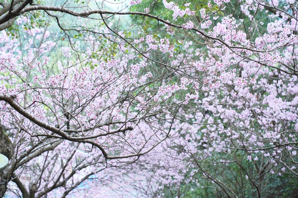 碧山巖櫻花隧道｜淡粉色櫻花隧道炸開，粉色椿寒櫻秒到日本超浪漫櫻花隧道，台北賞櫻景點 @瑪姬幸福過日子