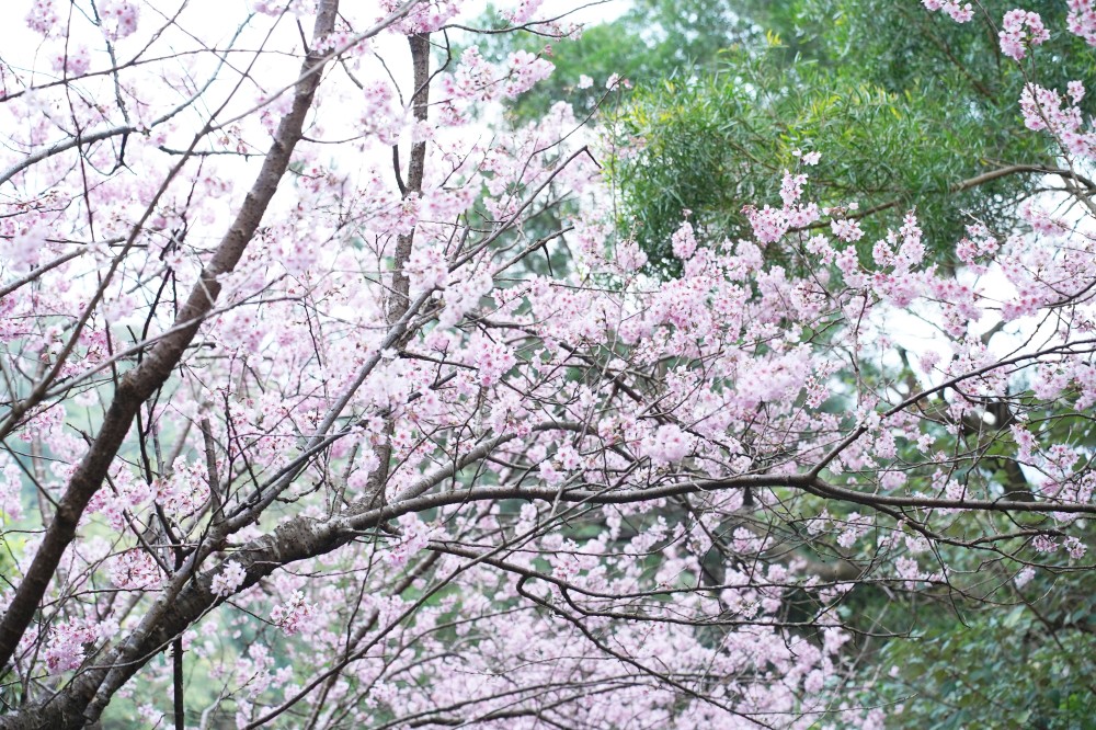 碧山巖櫻花隧道｜淡粉色櫻花隧道炸開，粉色椿寒櫻秒到日本超浪漫櫻花隧道，台北賞櫻景點 @瑪姬幸福過日子