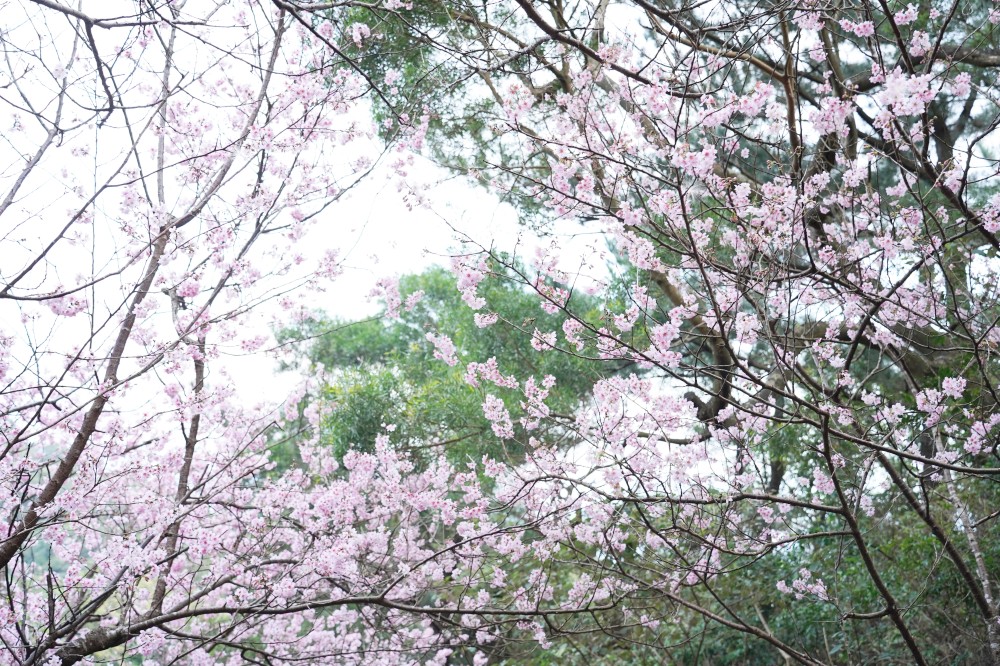 碧山巖櫻花隧道｜淡粉色櫻花隧道炸開，粉色椿寒櫻秒到日本超浪漫櫻花隧道，台北賞櫻景點 @瑪姬幸福過日子