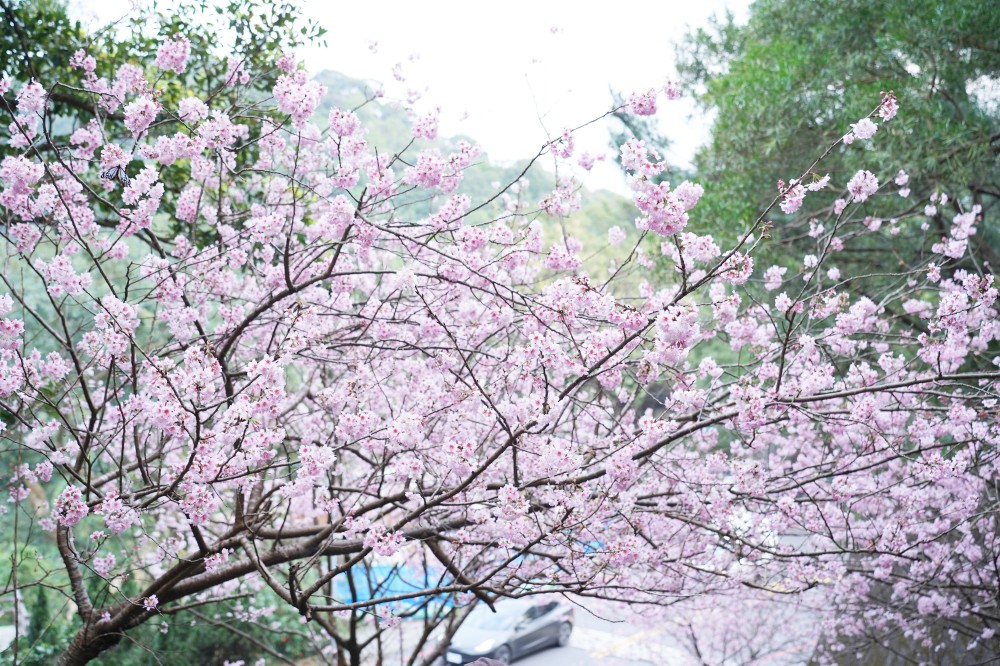 碧山巖櫻花隧道｜淡粉色櫻花隧道炸開，粉色椿寒櫻秒到日本超浪漫櫻花隧道，台北賞櫻景點 @瑪姬幸福過日子