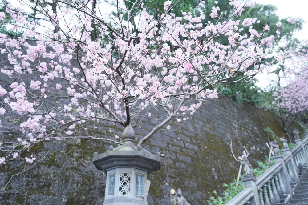 碧山巖櫻花隧道｜淡粉色櫻花隧道炸開，粉色椿寒櫻秒到日本超浪漫櫻花隧道，台北賞櫻景點 @瑪姬幸福過日子