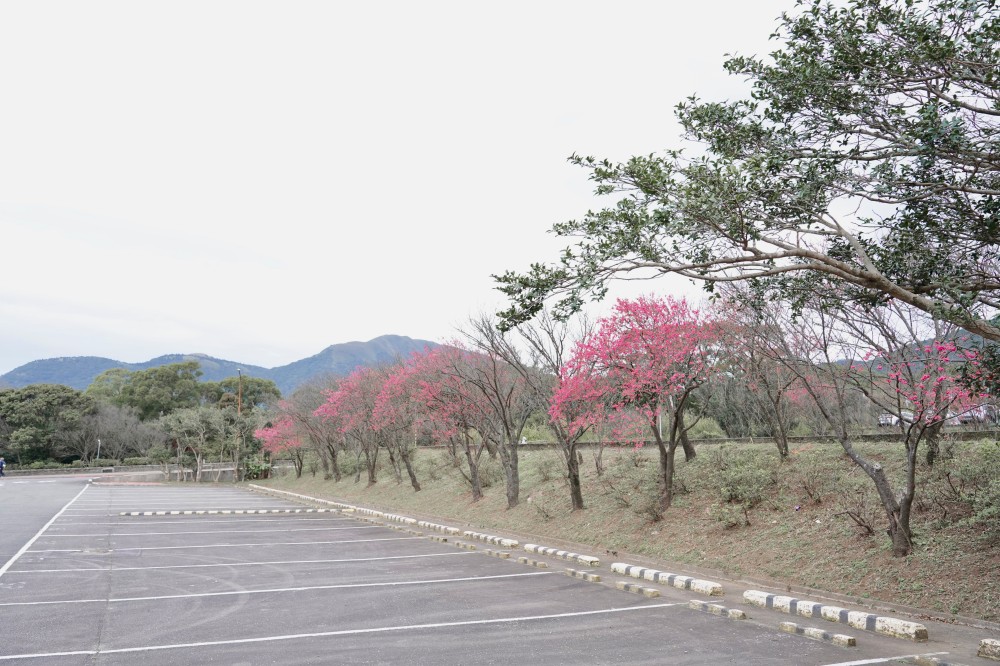 2024陽明山國家公園櫻花｜陽明公園兩大賞櫻景點推薦，交通行程，賞花專車，時間花期 @瑪姬幸福過日子