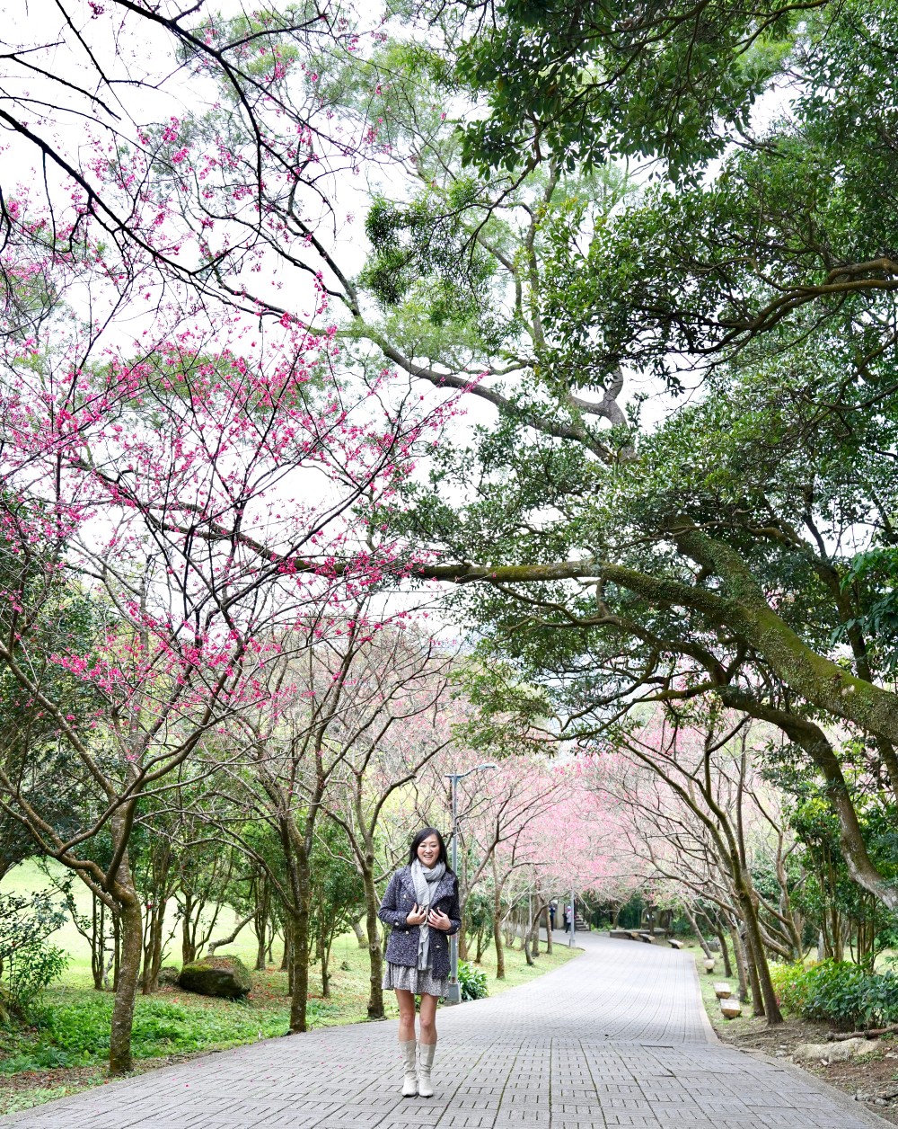 2024陽明山國家公園櫻花｜陽明公園兩大賞櫻景點推薦，交通行程，賞花專車，時間花期 @瑪姬幸福過日子