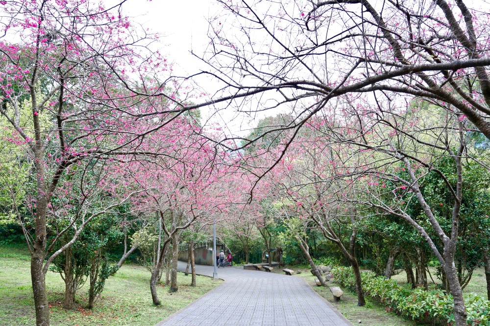 2024陽明山國家公園櫻花｜陽明公園兩大賞櫻景點推薦，交通行程，賞花專車，時間花期 @瑪姬幸福過日子