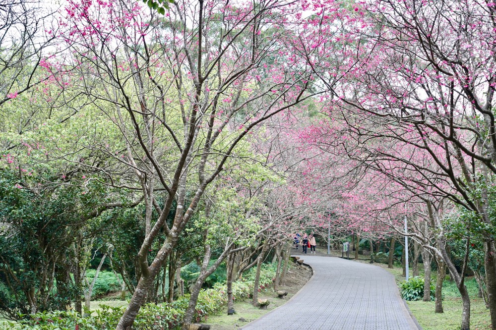 2024陽明山國家公園櫻花｜陽明公園兩大賞櫻景點推薦，交通行程，賞花專車，時間花期 @瑪姬幸福過日子