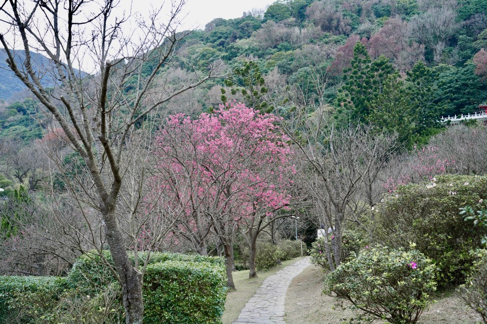 2024陽明山國家公園櫻花｜陽明公園兩大賞櫻景點推薦，交通行程，賞花專車，時間花期 @瑪姬幸福過日子