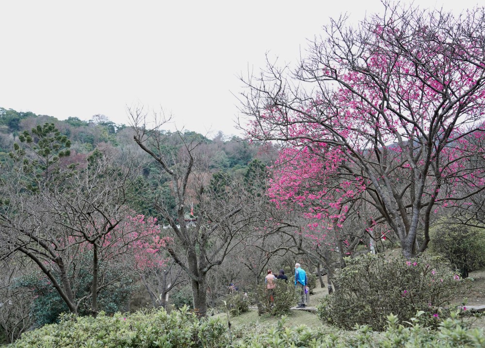 2024陽明山國家公園櫻花｜陽明公園兩大賞櫻景點推薦，交通行程，賞花專車，時間花期 @瑪姬幸福過日子