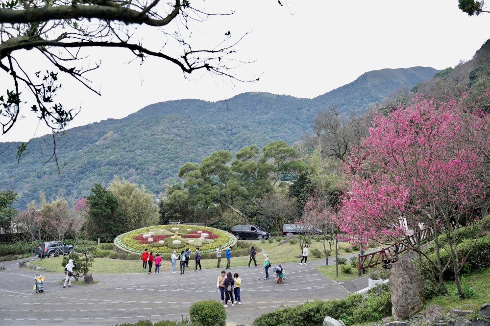 2024陽明山國家公園櫻花｜陽明公園兩大賞櫻景點推薦，交通行程，賞花專車，時間花期 @瑪姬幸福過日子