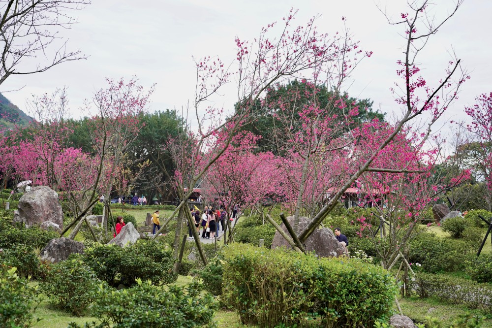 2024陽明山國家公園櫻花｜陽明公園兩大賞櫻景點推薦，交通行程，賞花專車，時間花期 @瑪姬幸福過日子