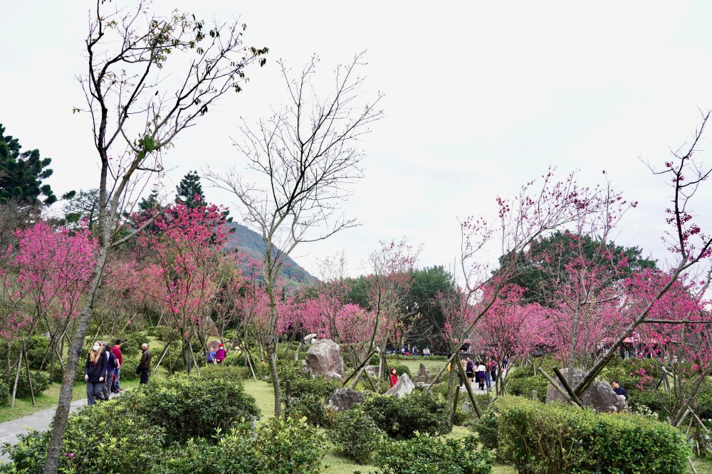 2024陽明山國家公園櫻花｜陽明公園兩大賞櫻景點推薦，交通行程，賞花專車，時間花期 @瑪姬幸福過日子