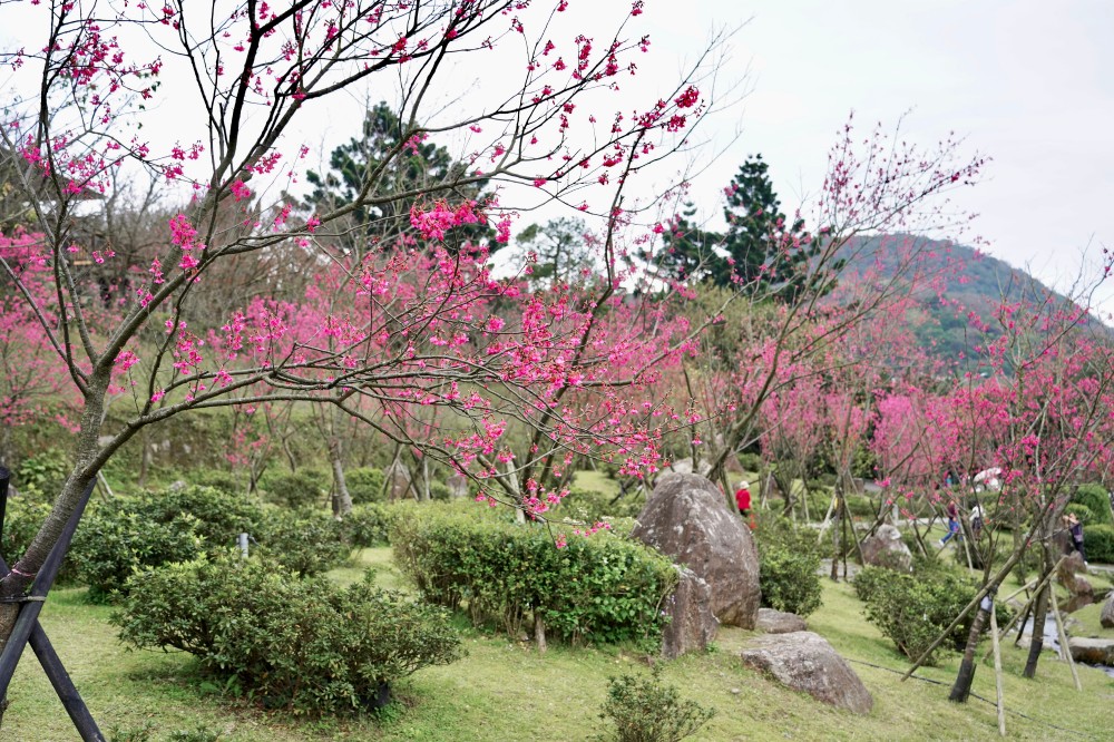 2024陽明山國家公園櫻花｜陽明公園兩大賞櫻景點推薦，交通行程，賞花專車，時間花期 @瑪姬幸福過日子