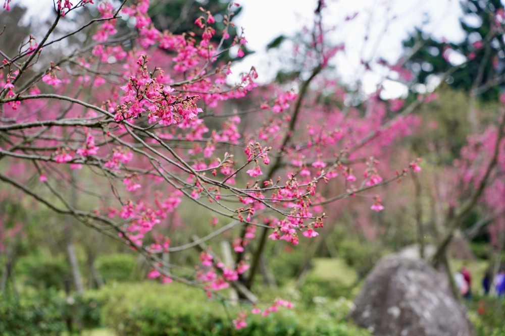 2024陽明山國家公園櫻花｜陽明公園兩大賞櫻景點推薦，交通行程，賞花專車，時間花期 @瑪姬幸福過日子