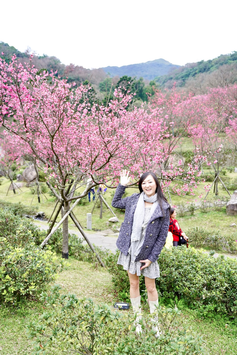 2024陽明山國家公園櫻花｜陽明公園兩大賞櫻景點推薦，交通行程，賞花專車，時間花期 @瑪姬幸福過日子