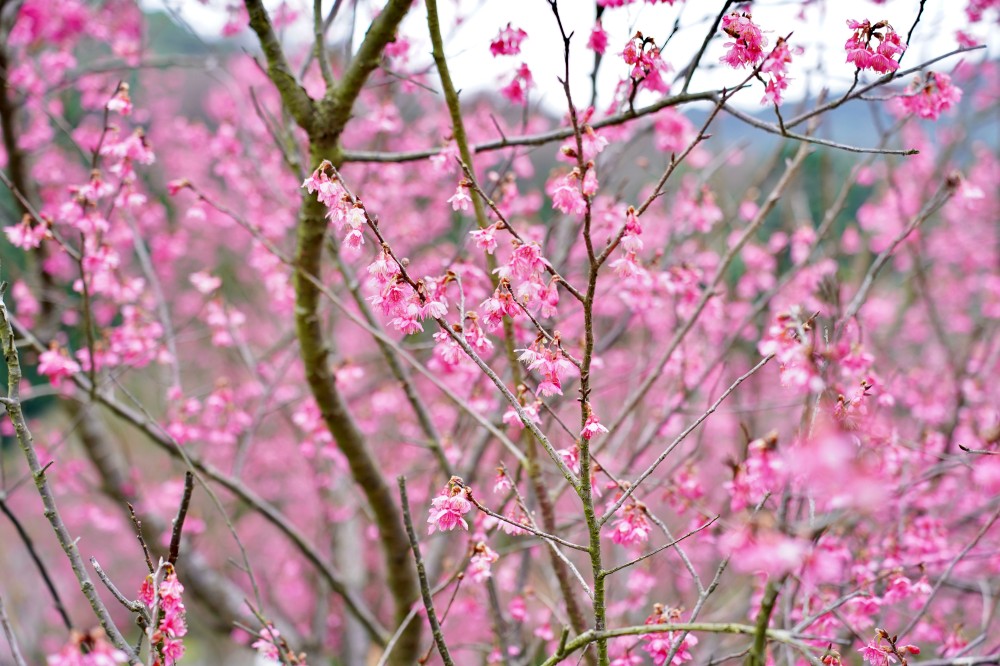 2024陽明山國家公園櫻花｜陽明公園兩大賞櫻景點推薦，交通行程，賞花專車，時間花期 @瑪姬幸福過日子