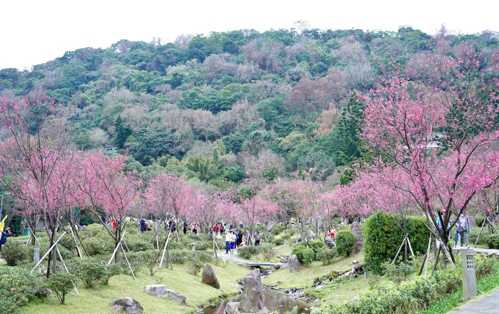 2024陽明山國家公園櫻花｜陽明公園兩大賞櫻景點推薦，交通行程，賞花專車，時間花期 @瑪姬幸福過日子