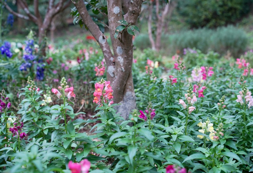 陽明山花卉試驗中心｜來花卉中心賞櫻花，山茶花，還有鬱金香，讓你一秒到歐洲 @瑪姬幸福過日子