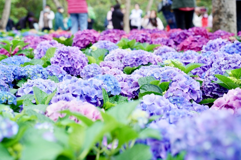 大安森林公園繡球花杜鵑花，最新花況，有停車場還有不限時咖啡廳 @瑪姬幸福過日子