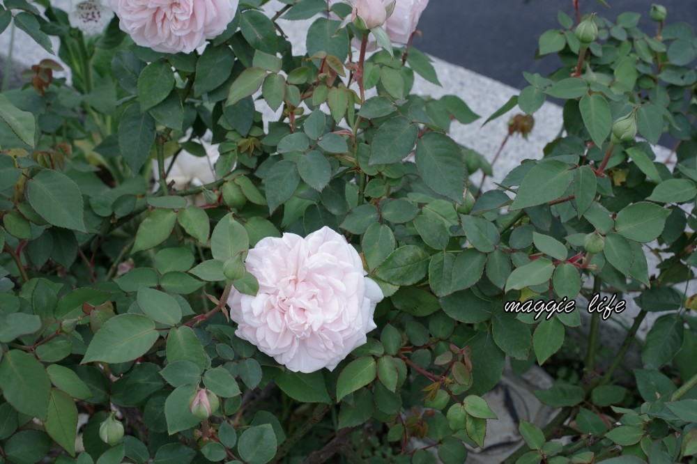 新生公園台北玫瑰園台北玫瑰展｜花開了，玫瑰花盛開免費入園，玫瑰展期間交通攻略，24小時都可賞花！ @瑪姬幸福過日子