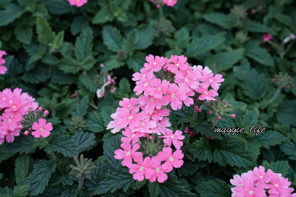 新生公園台北玫瑰園台北玫瑰展｜花開了，玫瑰花盛開免費入園，玫瑰展期間交通攻略，24小時都可賞花！ @瑪姬幸福過日子