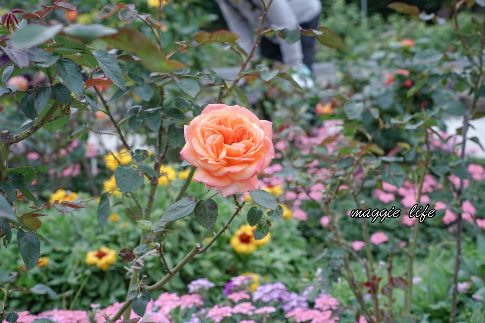 新生公園台北玫瑰園台北玫瑰展｜花開了，玫瑰花盛開免費入園，玫瑰展期間交通攻略，24小時都可賞花！ @瑪姬幸福過日子