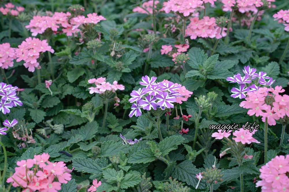 新生公園台北玫瑰園台北玫瑰展｜花開了，玫瑰花盛開免費入園，玫瑰展期間交通攻略，24小時都可賞花！ @瑪姬幸福過日子