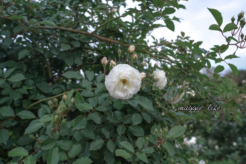 新生公園台北玫瑰園台北玫瑰展｜花開了，玫瑰花盛開免費入園，玫瑰展期間交通攻略，24小時都可賞花！ @瑪姬幸福過日子