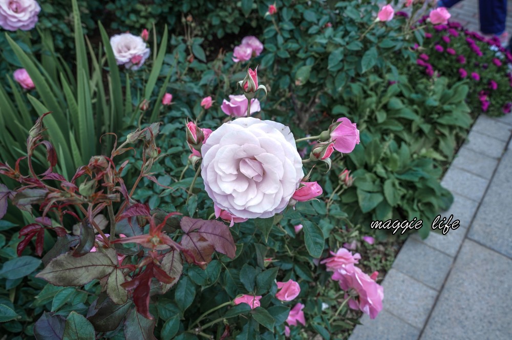 新生公園台北玫瑰園台北玫瑰展｜花開了，玫瑰花盛開免費入園，玫瑰展期間交通攻略，24小時都可賞花！ @瑪姬幸福過日子