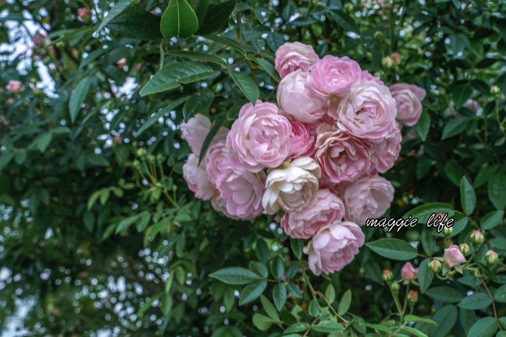 新生公園台北玫瑰園台北玫瑰展｜花開了，玫瑰花盛開免費入園，玫瑰展期間交通攻略，24小時都可賞花！ @瑪姬幸福過日子