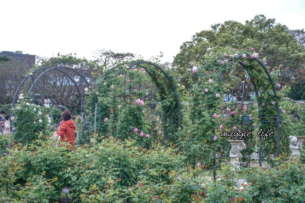 新生公園台北玫瑰園台北玫瑰展｜花開了，玫瑰花盛開免費入園，玫瑰展期間交通攻略，24小時都可賞花！ @瑪姬幸福過日子