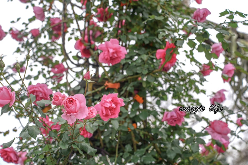 新生公園台北玫瑰園台北玫瑰展｜花開了，玫瑰花盛開免費入園，玫瑰展期間交通攻略，24小時都可賞花！ @瑪姬幸福過日子