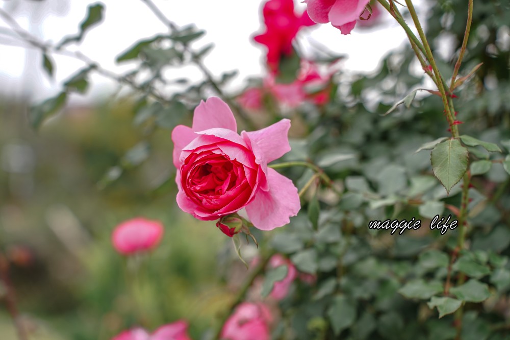 新生公園台北玫瑰園台北玫瑰展｜花開了，玫瑰花盛開免費入園，玫瑰展期間交通攻略，24小時都可賞花！ @瑪姬幸福過日子