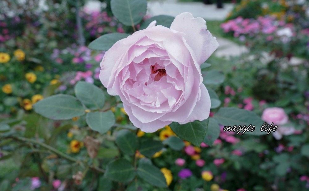 新生公園台北玫瑰園台北玫瑰展｜花開了，玫瑰花盛開免費入園，玫瑰展期間交通攻略，24小時都可賞花！ @瑪姬幸福過日子