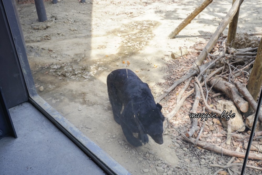 高雄壽山動物園，2023門票交通，開放時間，導覽地圖，必看動物，南部最大動物園 @瑪姬幸福過日子