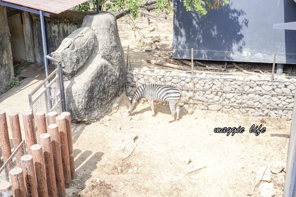 高雄壽山動物園，2023門票交通，開放時間，導覽地圖，必看動物，南部最大動物園 @瑪姬幸福過日子