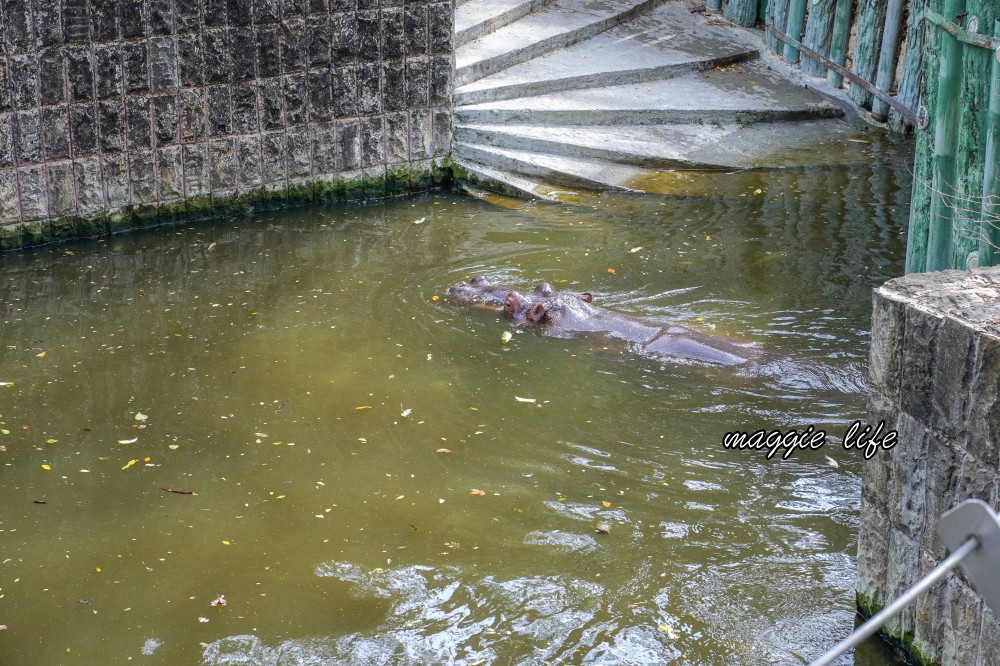 高雄壽山動物園，2023門票交通，開放時間，導覽地圖，必看動物，南部最大動物園 @瑪姬幸福過日子