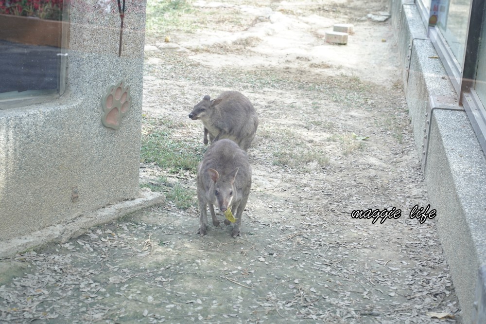 高雄壽山動物園，2023門票交通，開放時間，導覽地圖，必看動物，南部最大動物園 @瑪姬幸福過日子