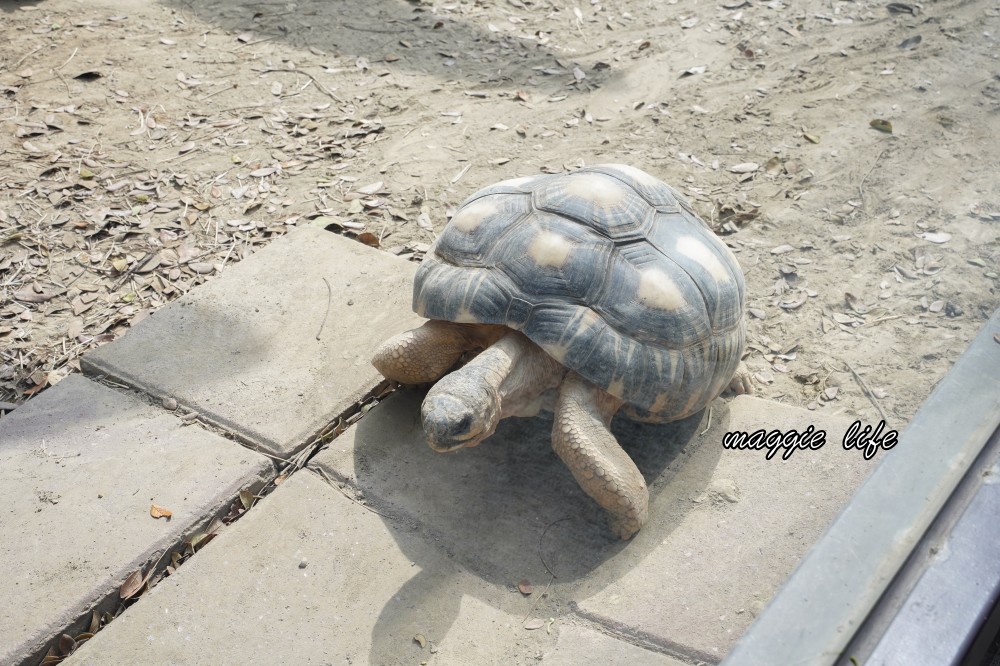 高雄壽山動物園，2023門票交通，開放時間，導覽地圖，必看動物，南部最大動物園 @瑪姬幸福過日子