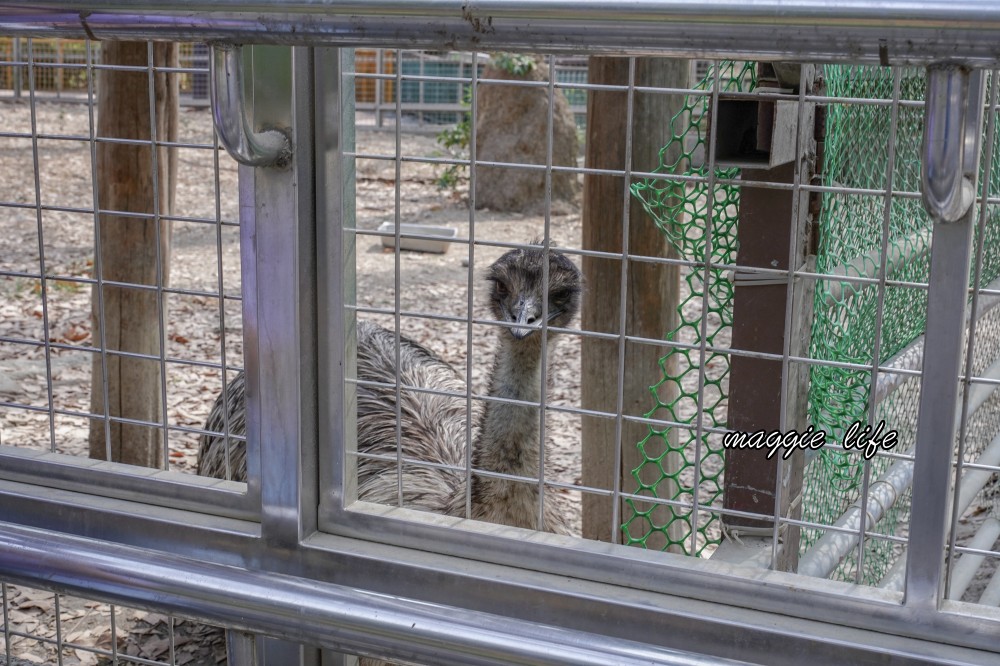 高雄壽山動物園，2023門票交通，開放時間，導覽地圖，必看動物，南部最大動物園 @瑪姬幸福過日子