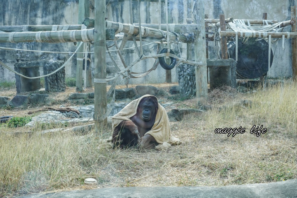 高雄壽山動物園，2023門票交通，開放時間，導覽地圖，必看動物，南部最大動物園 @瑪姬幸福過日子