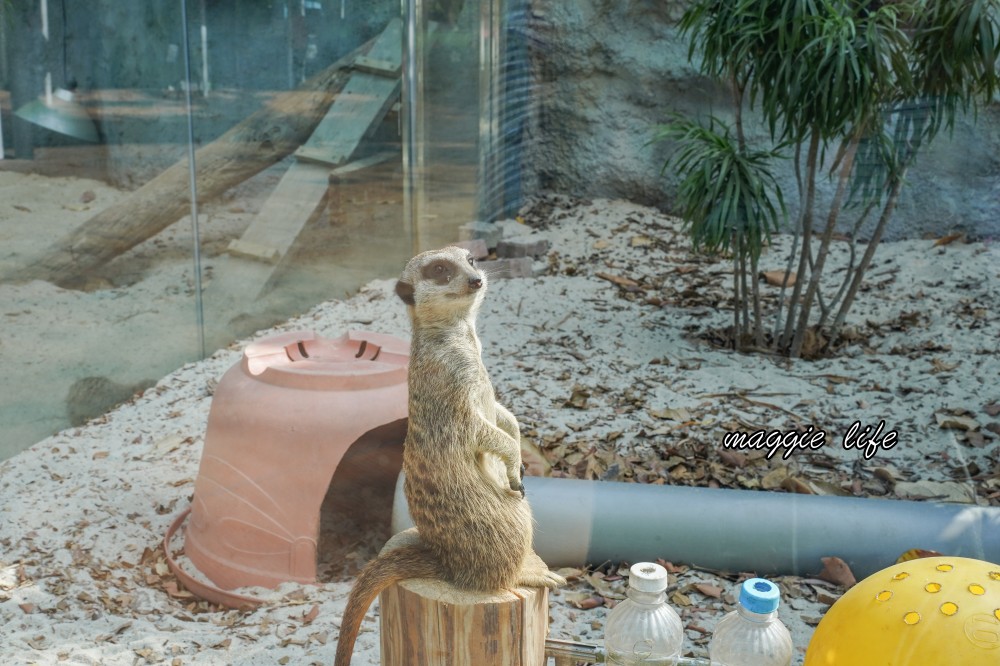 高雄壽山動物園，2023門票交通，開放時間，導覽地圖，必看動物，南部最大動物園 @瑪姬幸福過日子