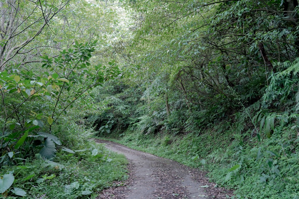 新北石碇桐花步道，賞桐花秘境加上絕美茶園層層山巒，賞桐景點公開！ @瑪姬幸福過日子